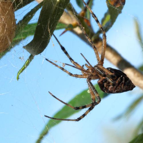 Réf. 294 234 : Argiope bruennichi